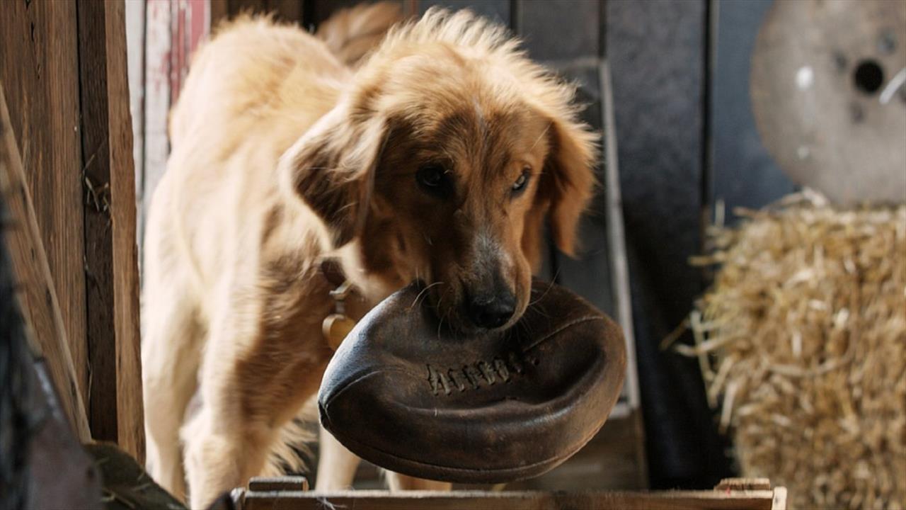 A Dog’s Purpose trailer- this might make you cry