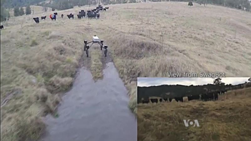 Cattle-herding Robot Takes Over a Dog’s Job