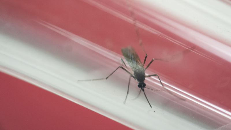 Study: Zika Linked to Hearing Loss