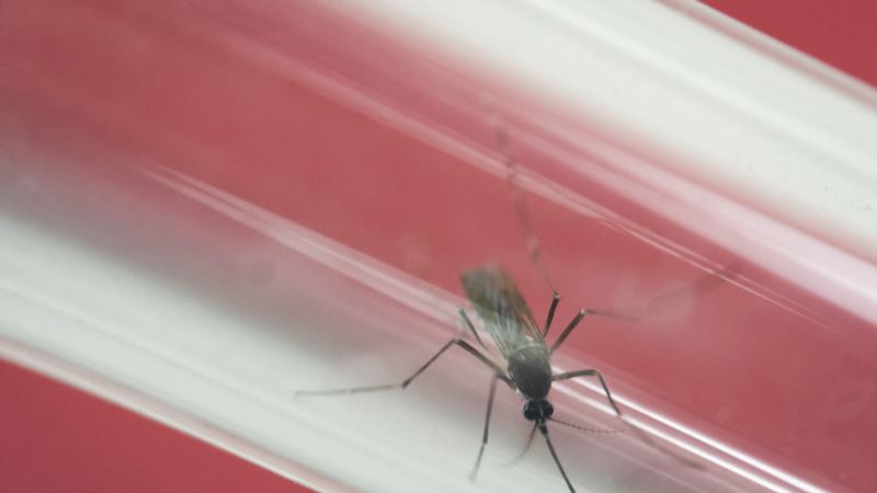 Zika Linked to Hearing Loss: Study