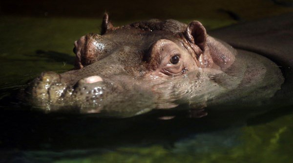 Hippos gross out Ingenious Animals’ viewers