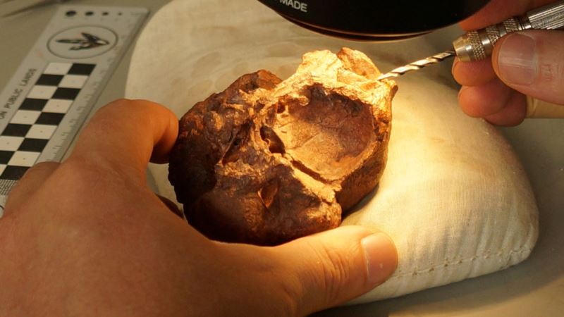 Hard-headed: Prehistoric Texas Reptile Boasted Bony Domed Skull