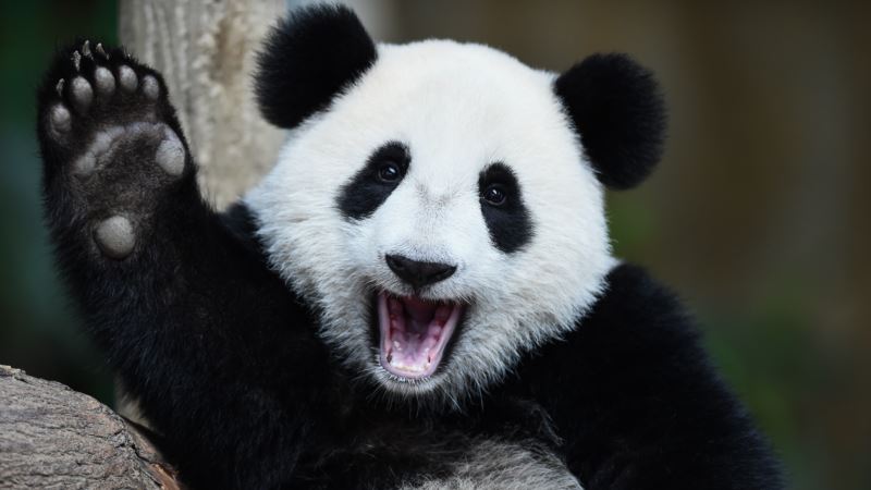 China Disputes Ruling on Giant Pandas, Says They Remain Endangered