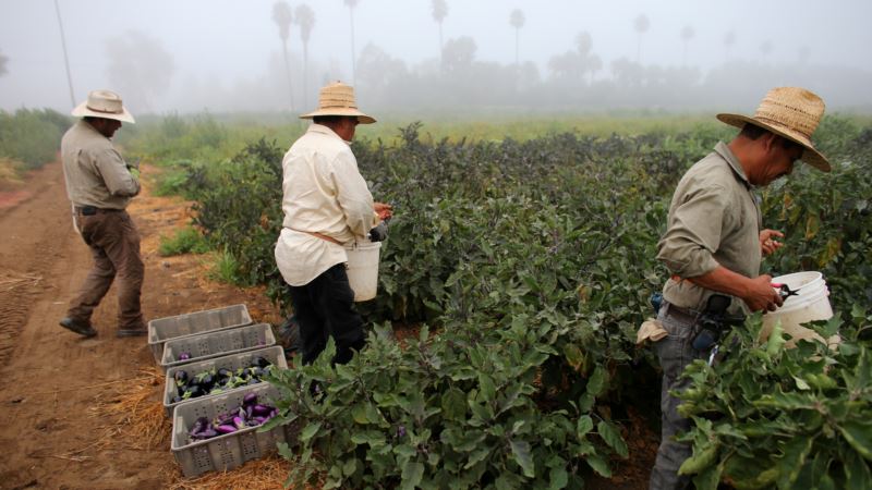 California First US State to Promise Overtime to Farmworkers