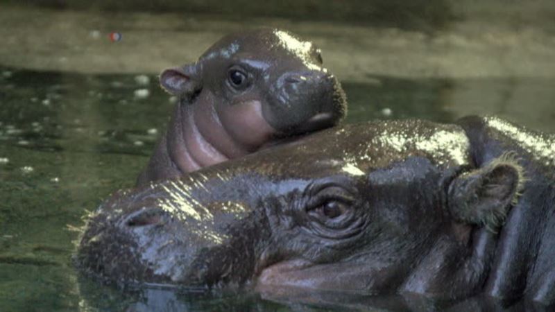 Hip Hippo Hooray! Pygmy Hippo Born at British Zoo