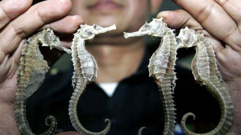 Thailand Suspends Seahorse Trade Amid Conservation Concerns