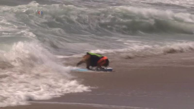 Pooches Hit the Waves at California Surf Dog Competition