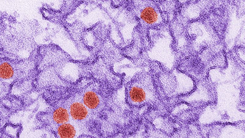 WHO: Zika Virus Expected to Spread in the Asia-Pacific Region