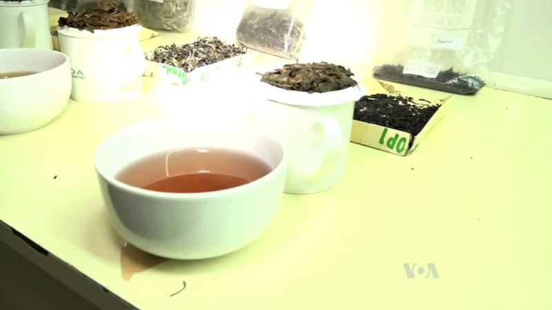 Kenya Branches Out Into Purple Tea