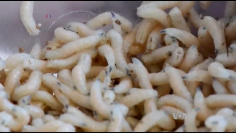 Maggots May Help in the Fight Against Superbugs