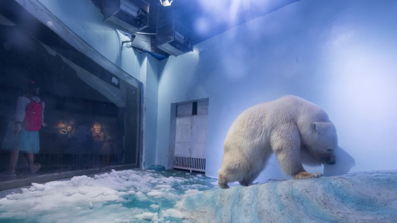 Activists Demand Freedom for Pizza, World’s Saddest Polar Bear