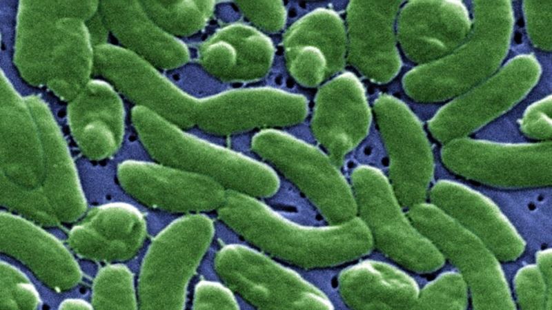 Man Dies Four Days After Exposure to Flesh-eating Bacteria