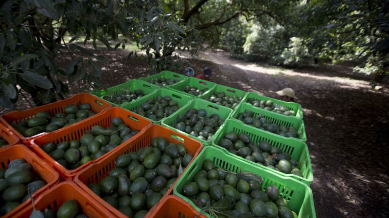 Mexico: Deforestation for Avocados Much Higher Than Thought