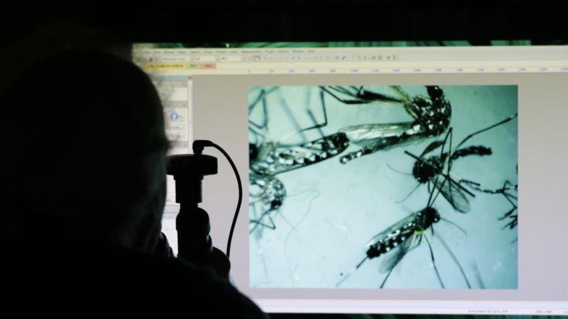 Antibody Seen as Breakthrough in Fight Against Zika