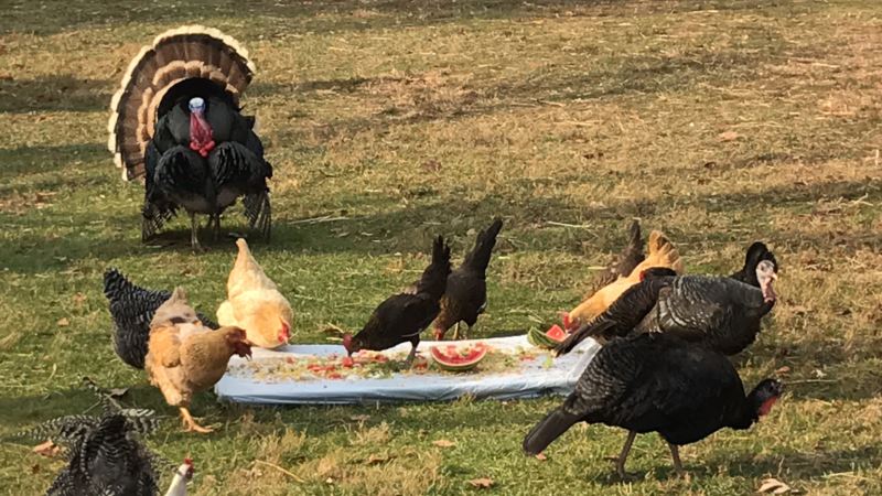Turkeys Are Guests of Honor at Unusual Thanksgiving Fete