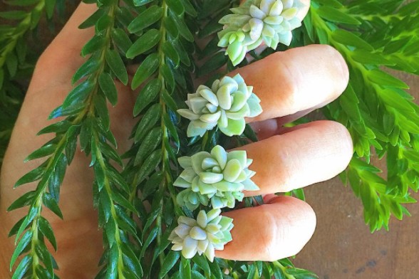 The Succulent Nail Manicure: Would You?