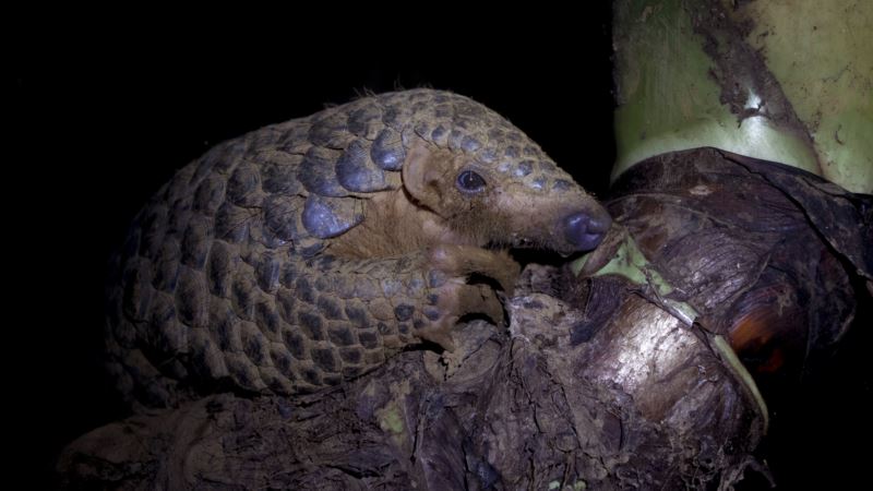 Cameroon Seizes 670 kg of Pangolin Bound for Malaysia