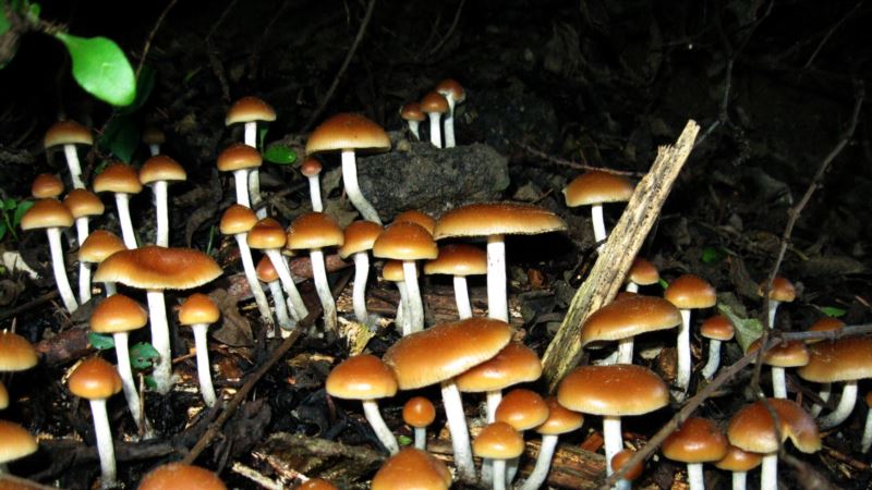 ‘Magic Mushrooms’ Help Cancer Patients with Depression, Anxiety