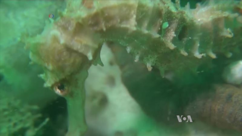 Seahorses at Risk, But Conservation Efforts Having Impact