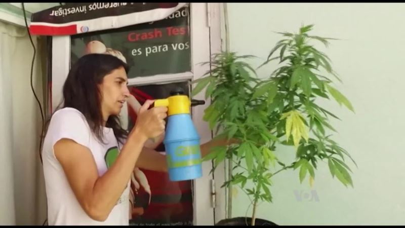 Argentine Mothers Grow Marijuana Illegally for Their Sick Children