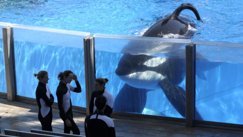SeaWorld: Tilikum, Orca That Killed Trainer, Has Died