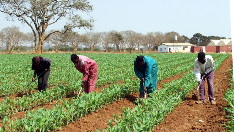 Zambia Tries New Way to Beat Drought: Solar Grain Mills
