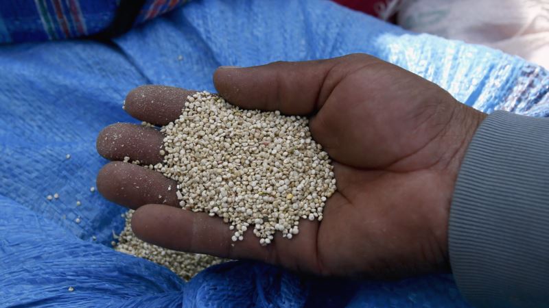 Genetic Study May Make Ancient Inca’s Quinoa a Grain of the Future