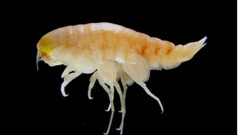 Toxic, Man-made Pollutants Found in Deepest Oceans