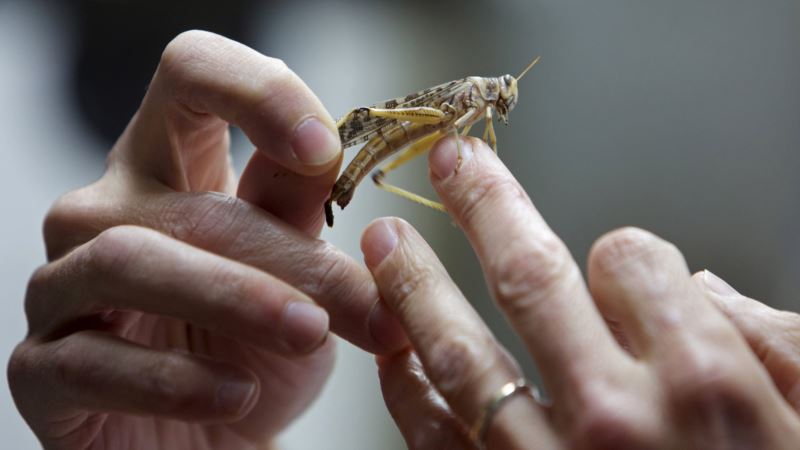 Bolivia Fights Locust Plague Threatening Corn, Sorghum Harvests