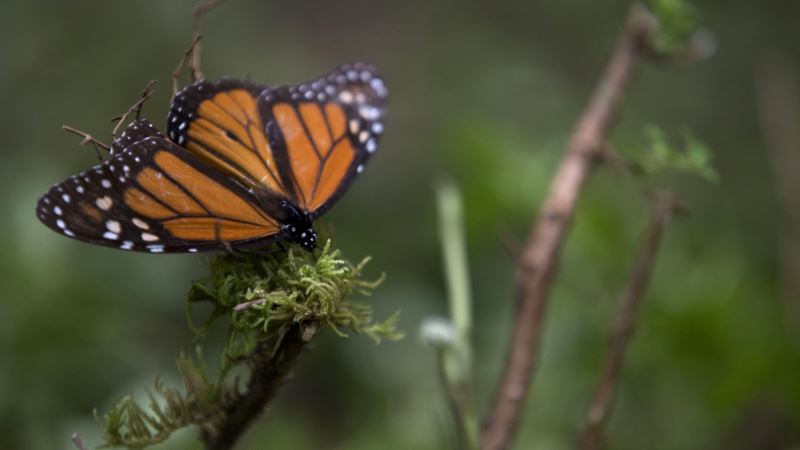 Monarch Butterfly Numbers Drop by 27 Percent in Mexico