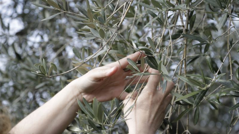 Sticker Shock for Olive Oil Buyers After Bad Italian Harvest