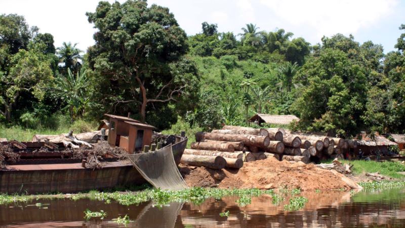DRC Cancels Illegal Logging Licenses