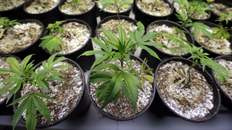 White House: Crackdown Likely on Recreational Marijuana