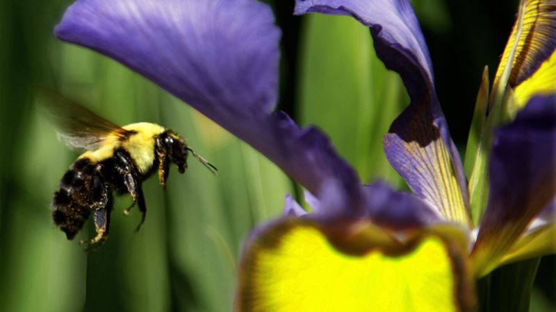 Trump Administration Sued Over Protection for Vanishing Bumble Bee