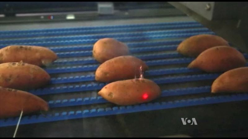 Supermarket Uses Lasers to Brand Fruits and Vegetables