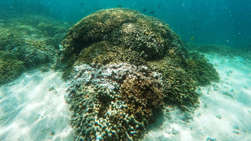 Scientists Race to Prevent Wipeout of World’s Coral Reefs