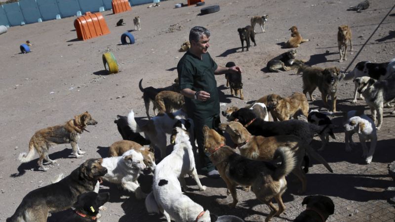 Canine Shelter Takes on Tehran Stray Dog Problem — Humanely