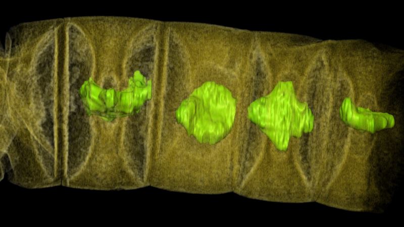 Fossils From 1.6 Billion Years Ago May Be Oldest-known Plants