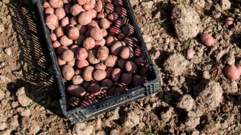 It Might Be Possible to Grow Potatoes on Mars