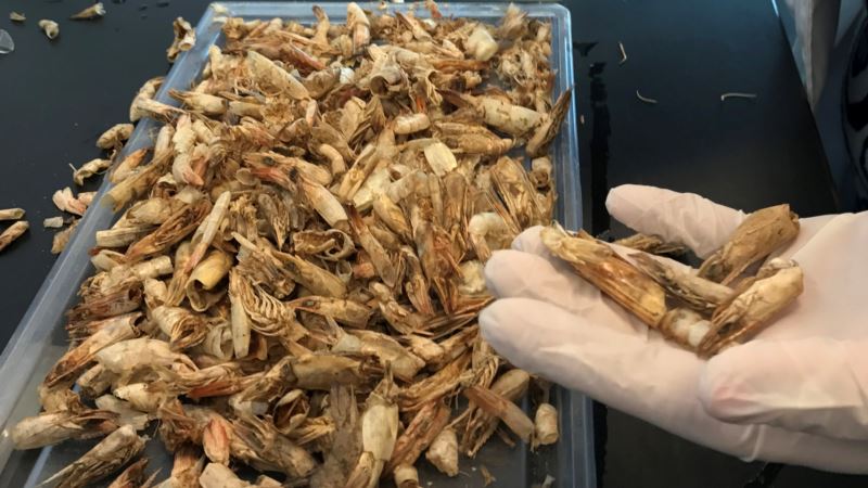 Egyptian Researchers Turn Shrimp Shells into Biodegradable Plastic