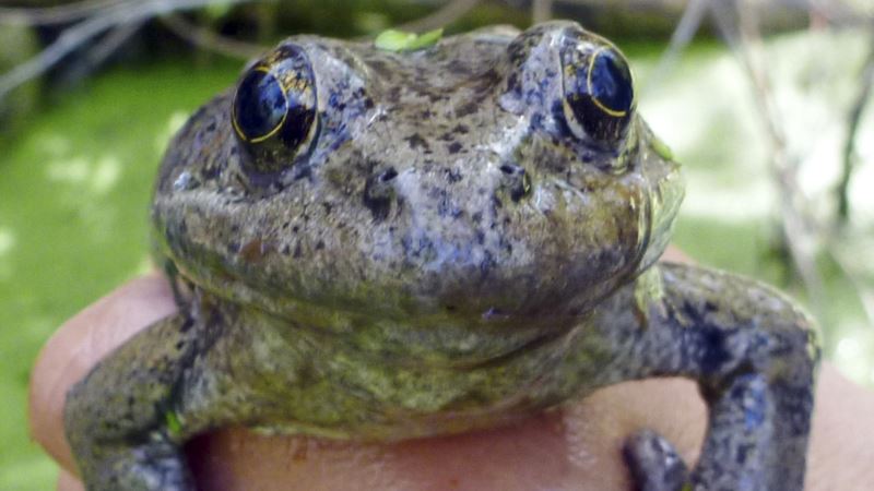 Rare Frog Discovery Has Researchers Hopping for Joy