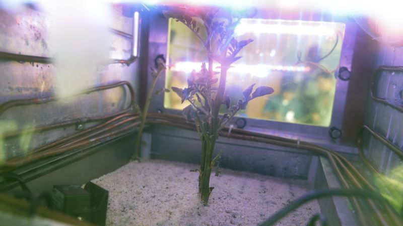 Scientists Grow Potato Plant in Mars Simulator