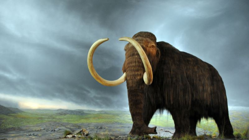 Genetic ‘Mutational Meltdown’ Doomed Woolly Mammoths