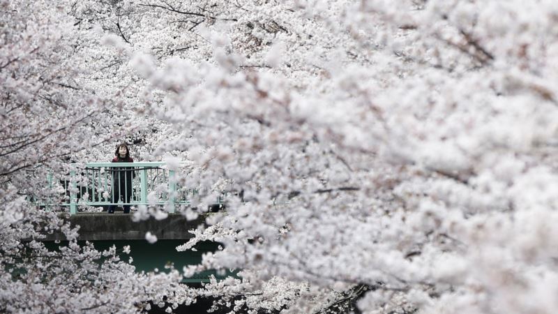 Cherry Blossoms Herald Spring’s Arrival in Japan