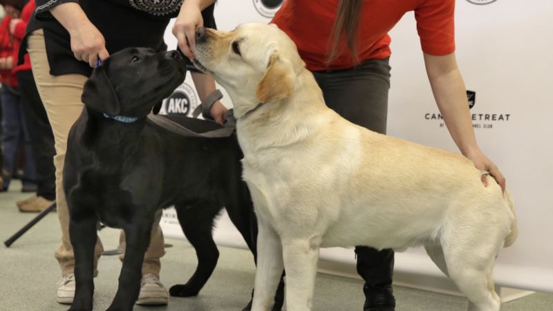 Good Dog! Lab Stays Atop List of America’s Favorite Pooches