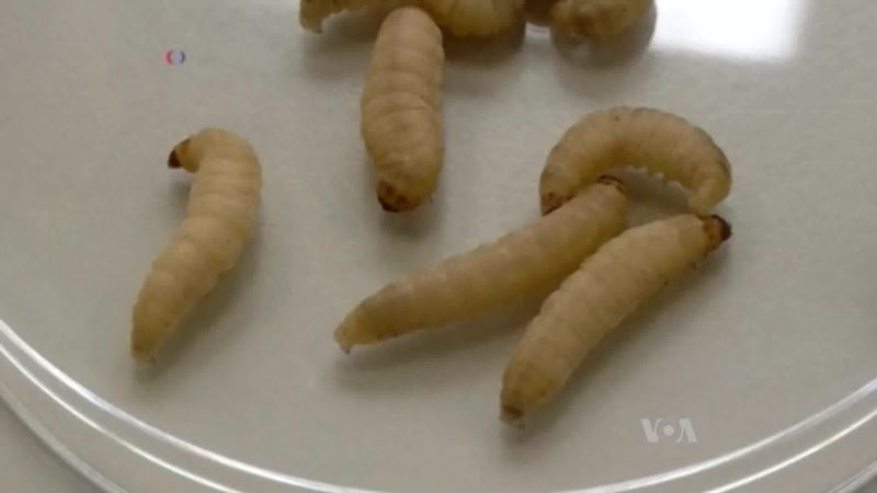 Genetically Modified Larvae Could Replace Lab Animals