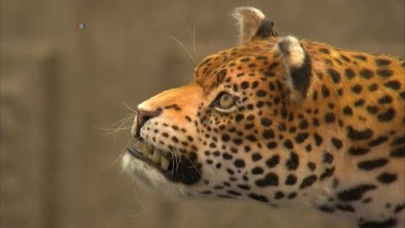 Robot Leopard Draws Attention to Big Cat Conservation