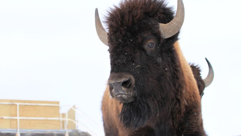 Bison Births Are First in Canadian National Park Area in 140 Years