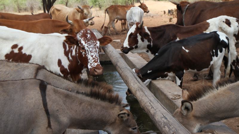 Bill Would Permit Use of Livestock as Loan Security in Zimbabwe