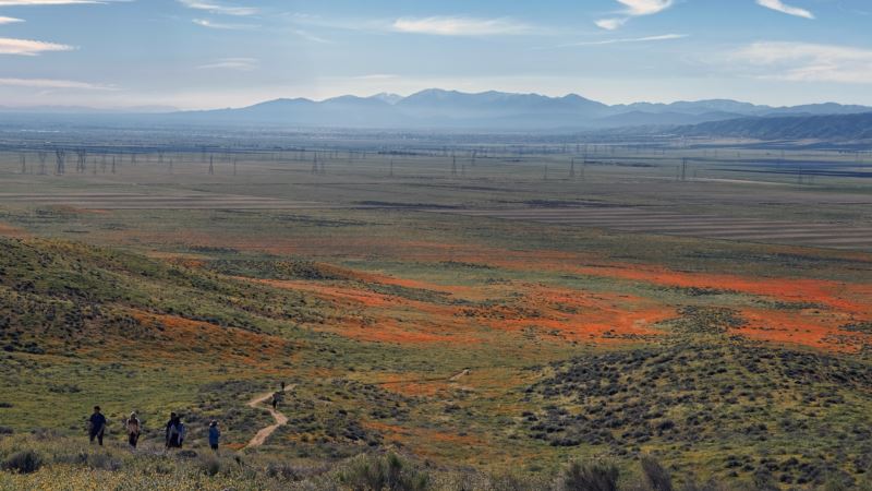 Tourists Drawn to California Desert ‘Super Bloom’